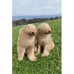 9cd047c851ce76506a4c.gif