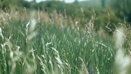 29554ddf7856ccfa4123.mp4