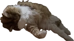 6efa28c23794acc10c92.webp