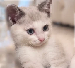 a829cb6c589512541cc6.webp