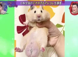c97209d19fd088962032.webp