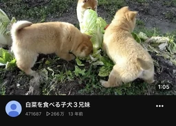 37e47ee3ed4293e7dcb9.webp