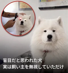 0a695d9c1081db26f5c6.webp