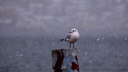 8333628c711d0552eb69.mp4